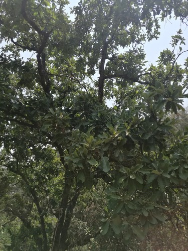 Quercus laeta, photograph 5