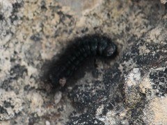 Astylus aulicus