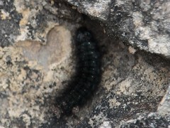 Astylus aulicus
