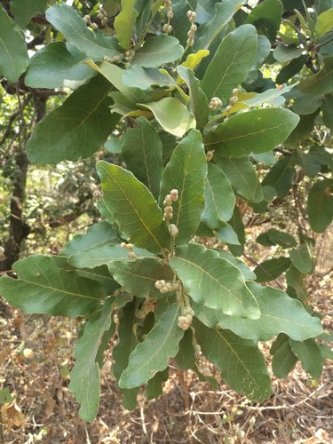 Quercus laeta, photograph 4