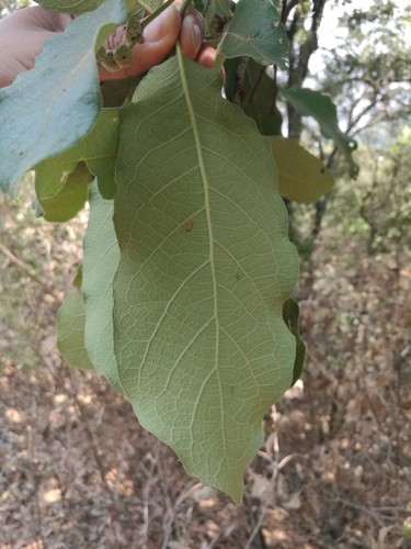 Quercus laeta, photograph 6