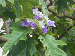 Solanum wrightii