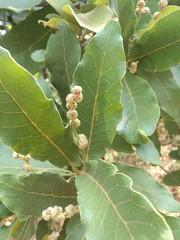 Quercus laeta