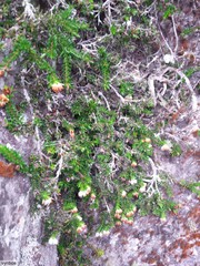 Erica depressa
