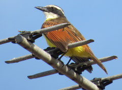 Pitangus sulphuratus