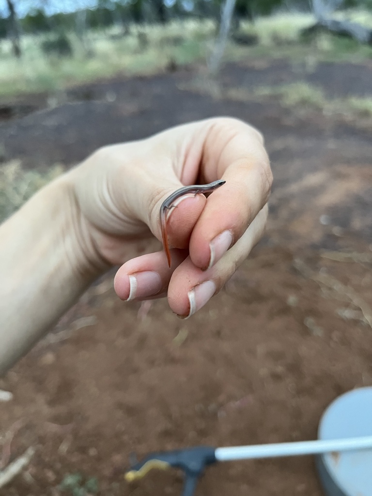 Red-Tailed Soil-Crevice Skink