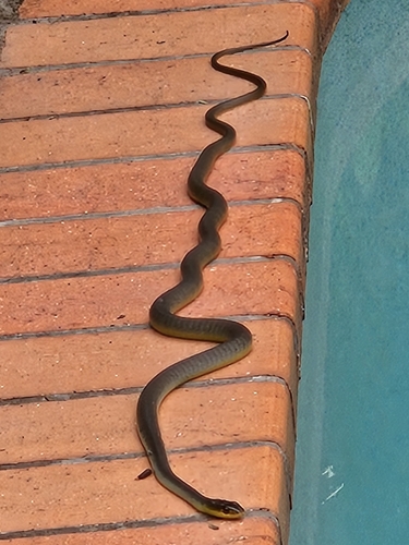 Common Tree Snake sighting