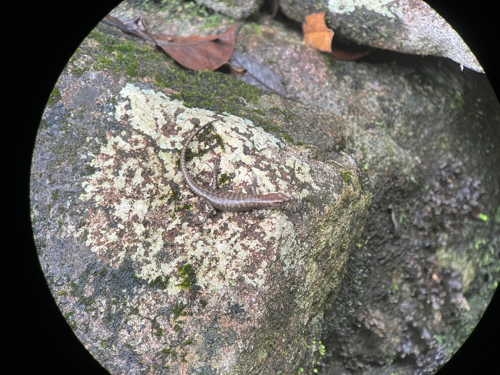 Lemon-barred Forest-skink