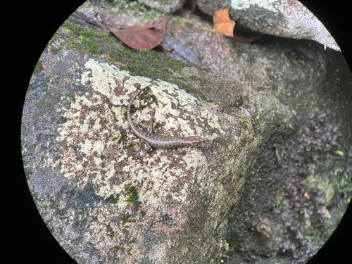 Lemon-barred Forest-skink