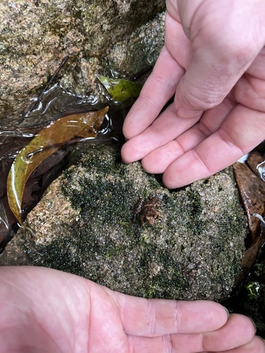 Eungella Day Frog, Taudactylus eungellensis
