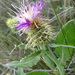 Centaurea seridis cruenta - Photo (c) Alfonso Garmendia, algunos derechos reservados (CC BY), subido por Alfonso Garmendia