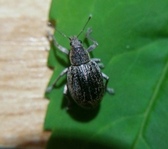 Sciaphobus squalidus