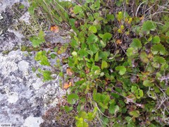 Centella eriantha