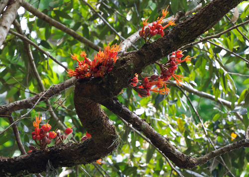 Boschia mansonii