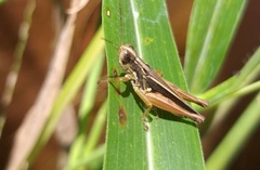 Orphulella concinnula