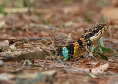 Kakhyen Hills Spiny Lizard photo 2