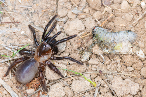 Southwestern Trapdoor Spider