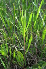 Symphyotrichum hallii