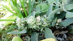 Atriplex maximowicziana