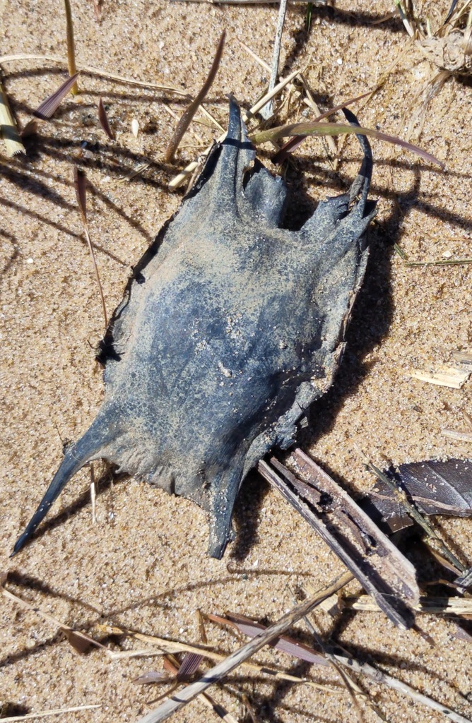 Thornback Skate in April 2024 by Ben Deed · iNaturalist