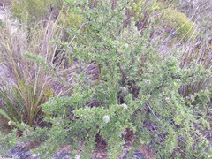 Cliffortia tridentata