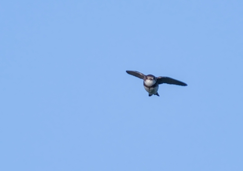 Avión zapador (Riparia riparia)