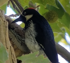 Melanerpes formicivorus