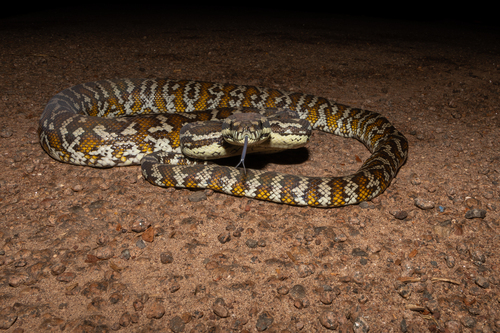 Darwin Carpet Python sighting
