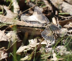 Arigomphus lentulus