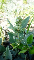 Atriplex maximowicziana