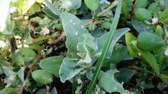 Atriplex maximowicziana