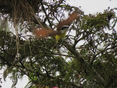 Pitangus sulphuratus