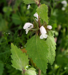 Lamium moschatum