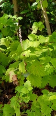 Coleus grandidentatus
