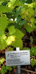 Coleus grandidentatus