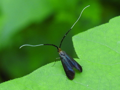 Adela caeruleella
