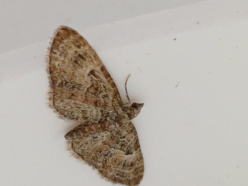 Brindled Pug, photo 3 of 10