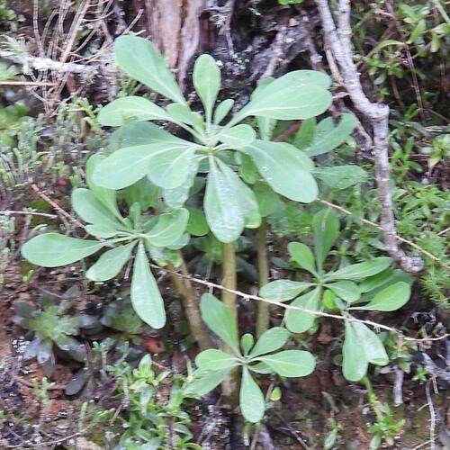 Othonna triplinervia