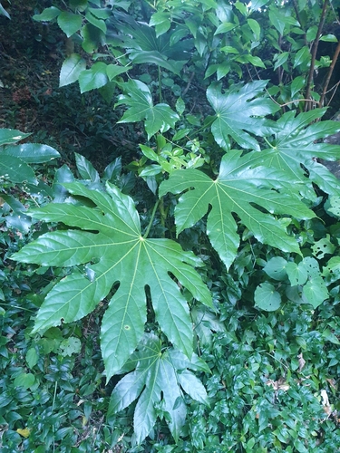 Fatsia japonica
