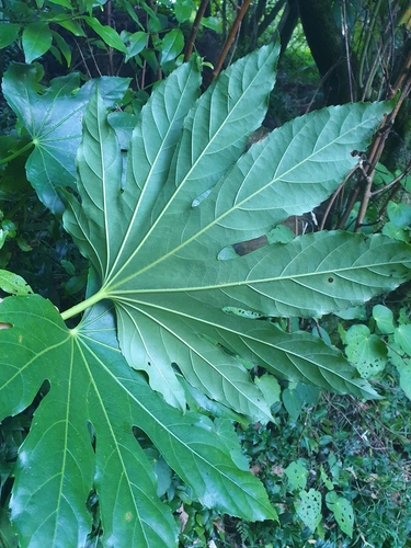 Fatsia japonica