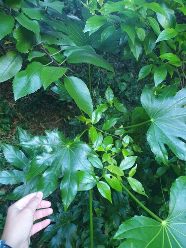 Fatsia japonica
