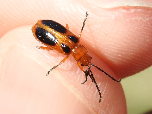 Four-spotted Texas Phyllobrotica