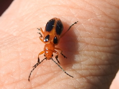 Phyllobrotica sororia