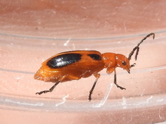 Phyllobrotica sororia