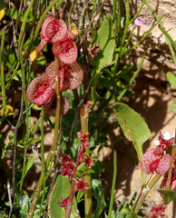 Rumex cyprius