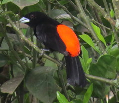 Ramphocelus flammigerus