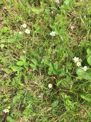 Fragaria vesca americana