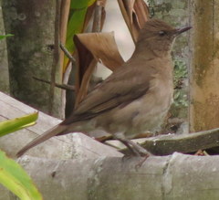 Turdus ignobilis
