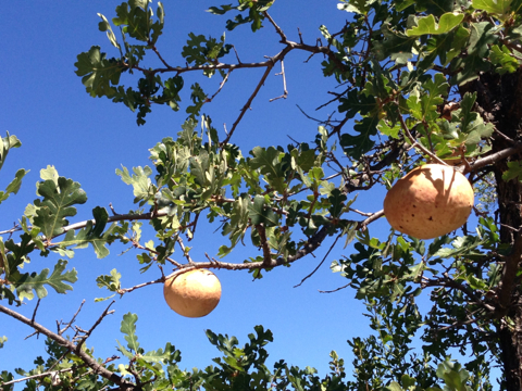 iNaturalist observation photo of valley oak