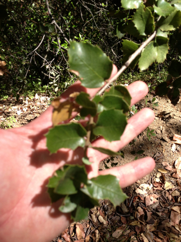 iNaturalist observation photo of canyon live oak